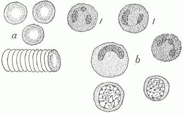 Fig. 12.&mdash;The Various Cells In The Blood. (a) The red blood cells, single and forming a roll by adhering to one another; (b) different forms of the white blood cells; those marked 1 are the most numerous and are phagocytic for bacteria.