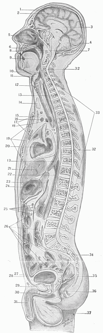 Fig. 8.&mdash;A Longitudinal Section Through The Middle Of The Body Showing The External And Internal Surfaces And The Organs.