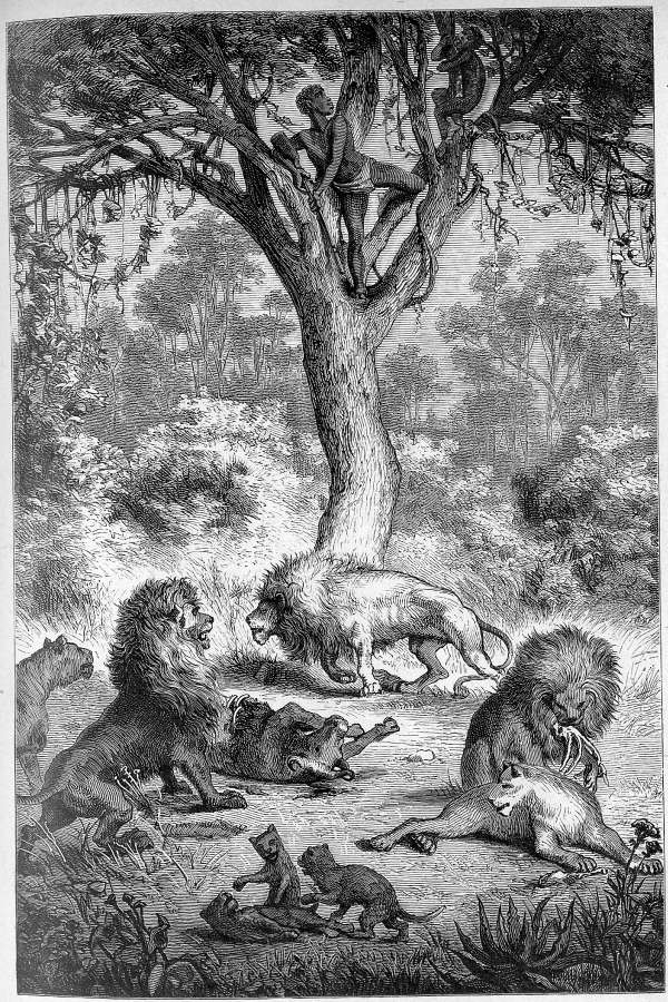 Von acht L&ouml;wen &uuml;berrascht.