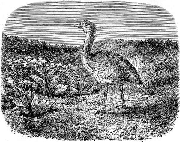 S&uuml;dafrikanische Trappe.