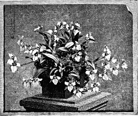 ODONTOGLOSSUM ROSSI MAJOR VAR. RUBESCENS, AT DRINKSTONE
PARK.