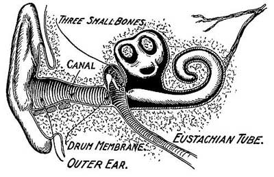 FIG. 194.&mdash;The ear.