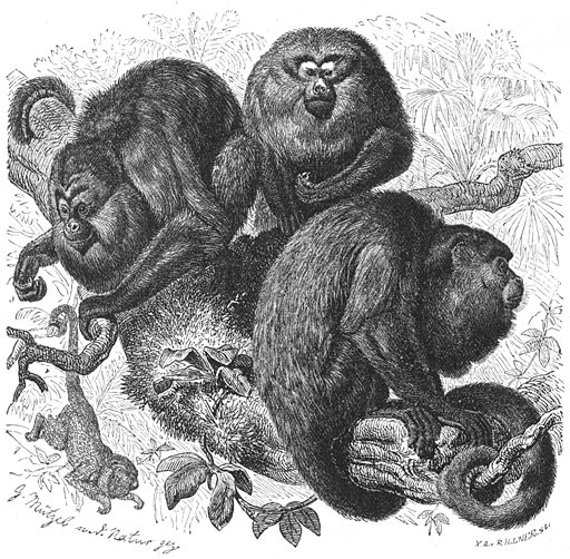 Zwarte Brulaap (Mycetes niger). &frac12; v.d. ware grootte.