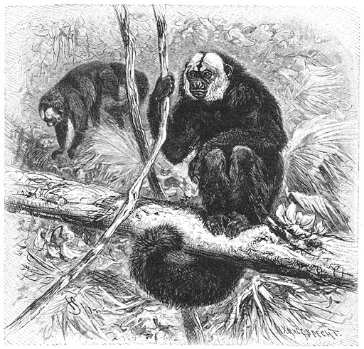 Witkop-aap (Pithecia leucocephala). &frac12; v.d. ware grootte.