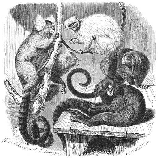 1) Oe&iuml;stiti (Hapale jacchus).—2) Zilveraapje (Hapale argentata).—3) Penseelaapje (Hapala penicillata). &frac14; v.d. ware grootte.