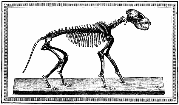 Fig.2.&mdash;SKELETON OF THE CAVE HYENA.