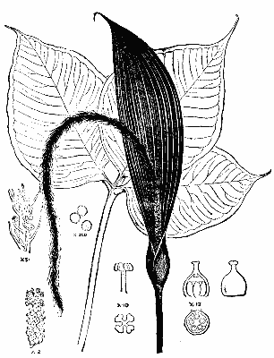 ARIS&AElig;MA FIMBRIATUM: LEAF, SPATHE, AND