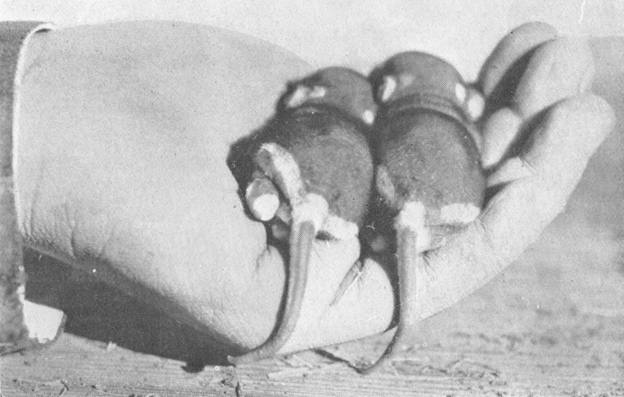 Plate IX. Fig. 2.&mdash;Young of the Kangaroo Rat.