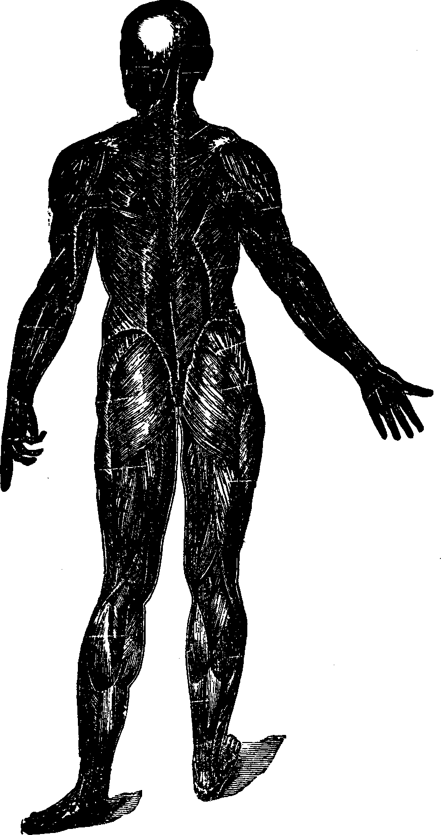 Illustration:
Fig. 25. A representation of the superficial layer of muscles on the
posterior portion of the body.