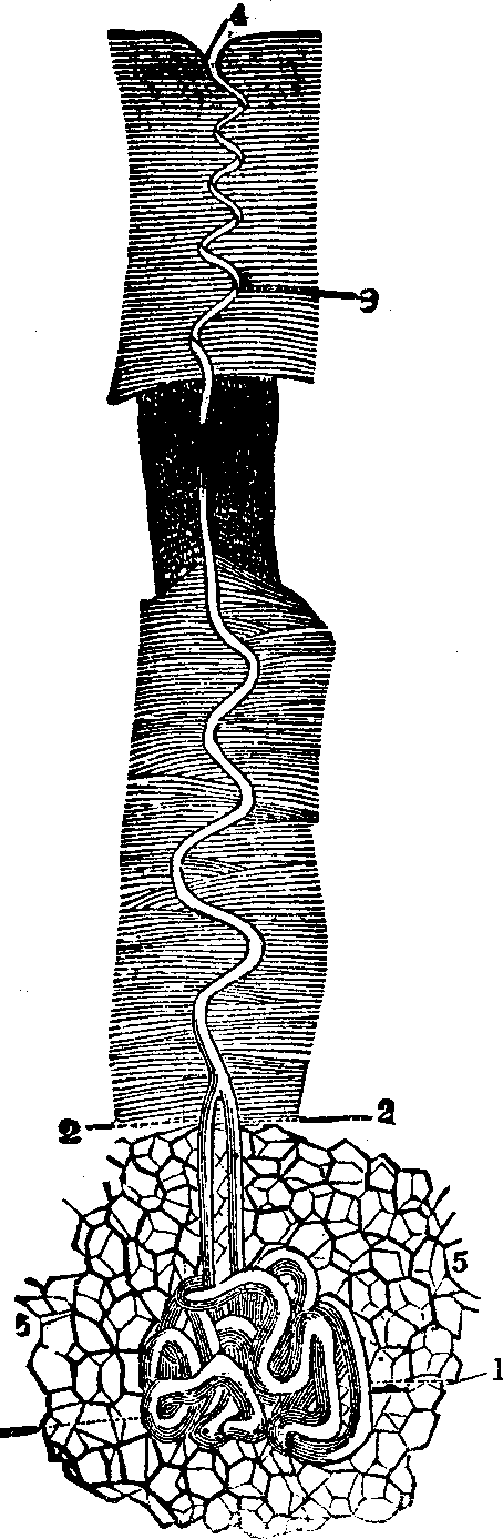 Illustration:
Fig. 48. A perspiratory gland, highly magnified.