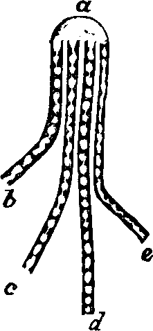 Illustration:
Fig. 55. Division of a nerve, 