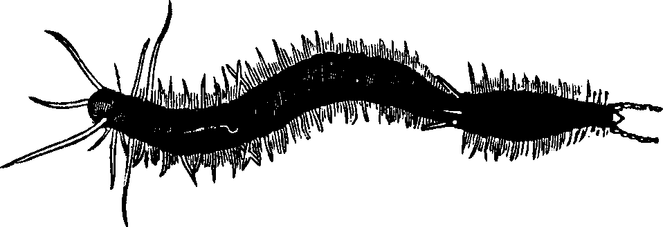Illustration:
Fig. 97. An annelid dividing spontaneously, 