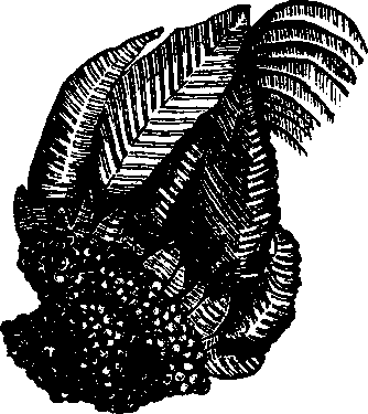Illustration:
Fig. 98. Pollicipes Mitella.