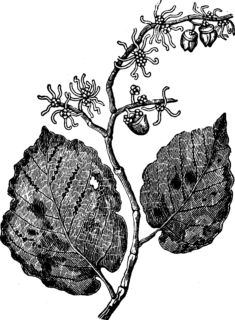 Illustration:
Fig. 121. Witch-hazel. 