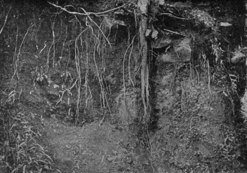 CHARACTERISTIC ROOT SYSTEM OF THE CACAO TREE.
Note the long tap root.
(Reproduced from the Imperial Institute series of Handbooks
to the Commercial Resources of the Tropics, by permission.)