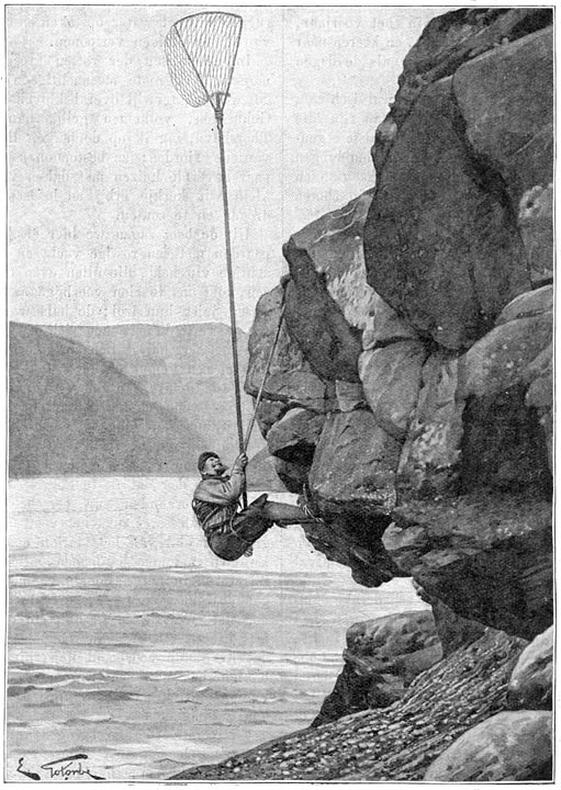 Een nestenzoeker op de Far&ouml;er.