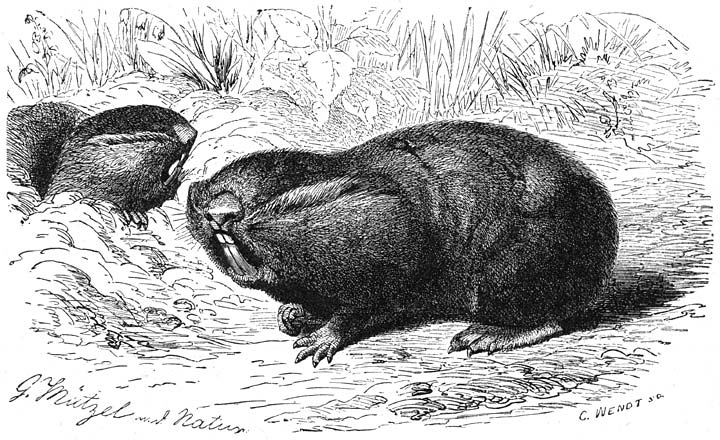 Blindmuis. (Spalax typhlus). &frac12; v.d. ware grootte.