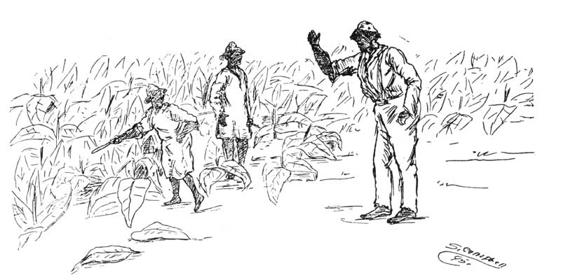 Raising Tobacco&mdash;We Knock the Worms Off