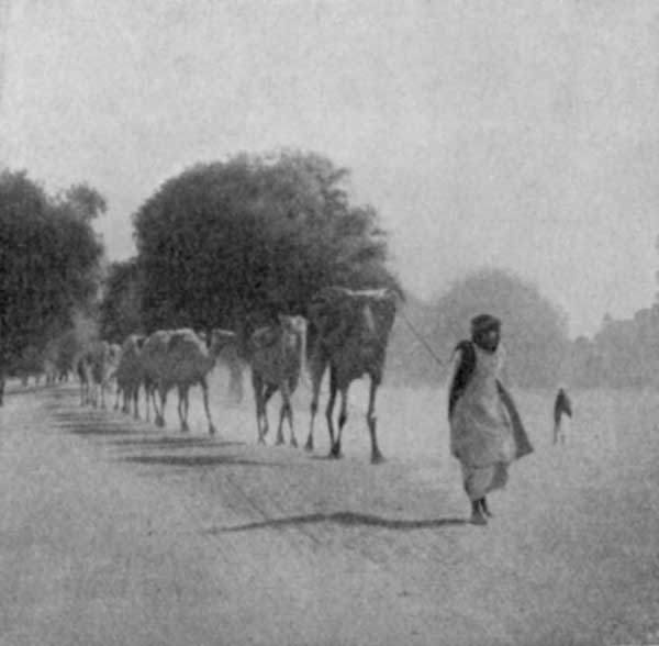 Fig. 69. Panj&aacute;b Camels&mdash;Lahore.