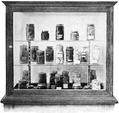 A display cabinet&mdash;canned fruit