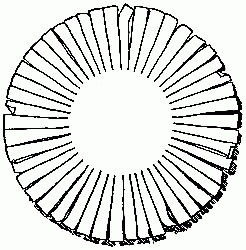 Fig. 206&mdash;Opened out.