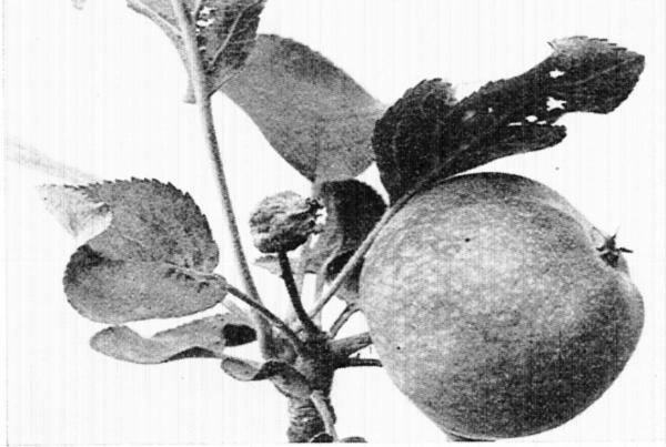 9. June 14&mdash;The one big apple