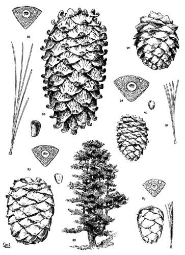 PLATE VIII. P. KORAIENSIS (85, 86), CEMBRA (87-88),
ALBICAULIS (90-92)