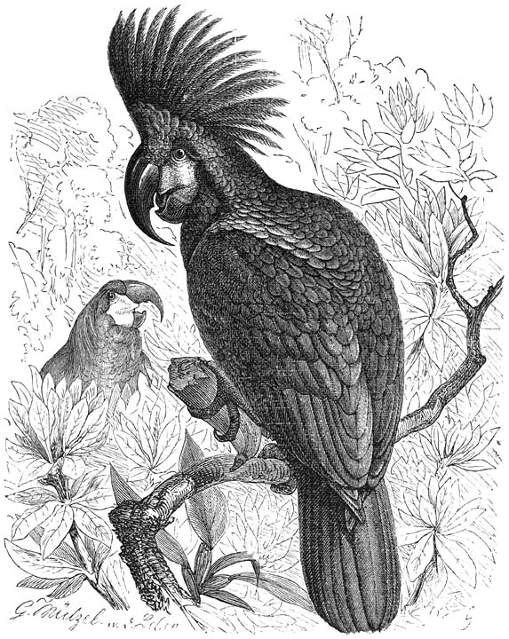 Arara-kaketoe (Microglossus aterrimus). &frac14; v. d. ware grootte.