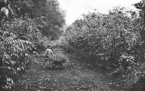Thirty-Year-Old Coffee Trees, La Esperanza, Huatusco, Mexico