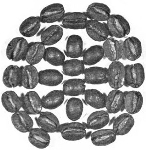 Guatemala Beans&mdash;Roasted