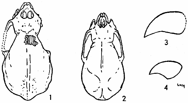 Figs. 1-4. Fig. 1. Dorsal view of holotype of Desmodus
stocki, � 1-1/2. Fig. 2. Dorsal view of Desmodus rotundus murinus,
♂, KU 54969, La Mula, 13 mi. N Jaumave, Tamaulipas, �
1-1/2. Fig. 3. Lateral view of left upper incisor of D. stocki,
LACM (CIT) 2950, � 2-1/2. Fig. 4. Lateral view of left upper
incisor of D. r. murinus, ♀, KU 54967, La Mula, 13 mi. N Jaumave,
Tamaulipas, � 2-1/2.