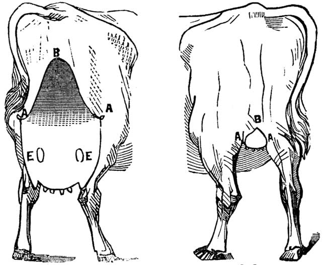 Fig. 5. THIRD CLASS. Fig. 6.
