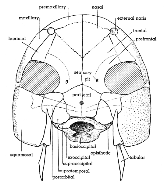 Fig. 1. Hesperoherpeton garnettense Peabody. Skull, dorsal
view. Postorbital processes of the neurocranium are shown in
dotted outline. KU&nbsp;10295, &times;&nbsp;4.