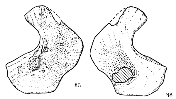 Fig. 8. Hesperoherpeton garnettense Peabody. Type specimen redrawn.
Right scapulocoracoid in external view (at left), and internal view (at right).
KU&nbsp;9976, &times;&nbsp;4.