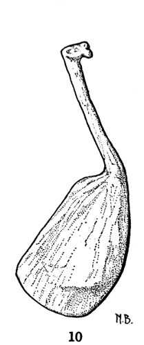 Fig. 10. Hesperoherpeton garnettense Peabody. Right clavicle in external
view. Anterior edge to right. KU&nbsp;10295, &times;&nbsp;4.