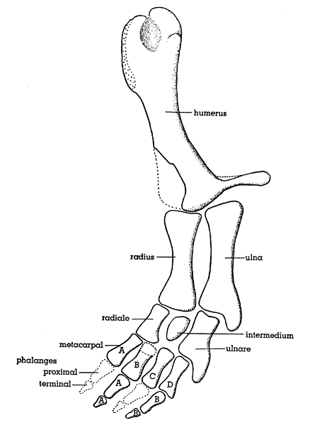 Fig. 11. Hesperoherpeton garnettense Peabody. Left forelimb,
showing characters of both a crossopterygian fin and an amphibian
foot. KU&nbsp;10295, &times;&nbsp;4.