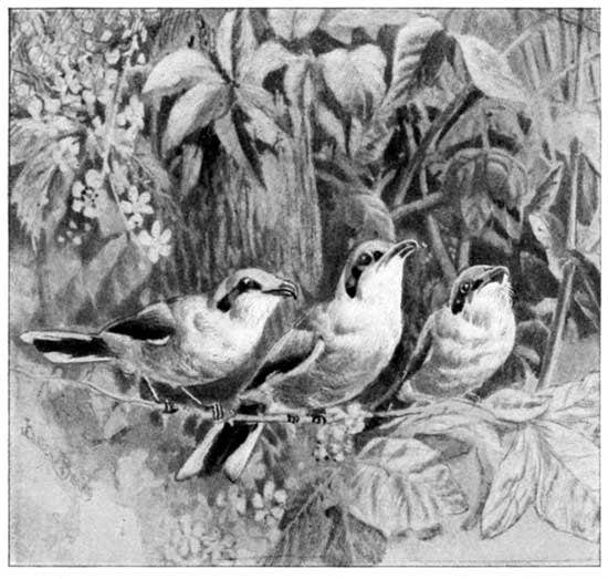 BABIES IN GRAY&mdash;THE SHRIKE