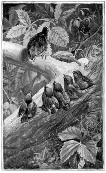 CUDDLED UP TOGETHER ON A LOG&mdash;THE WINTER WREN