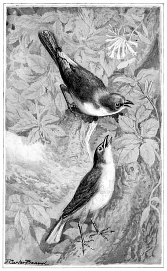 LOVE-MAKING&mdash;THE YELLOW-BREASTED CHAT