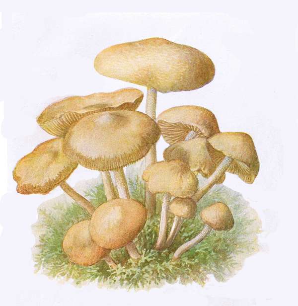 9. Nelken-Schwindling. E&szlig;bar.