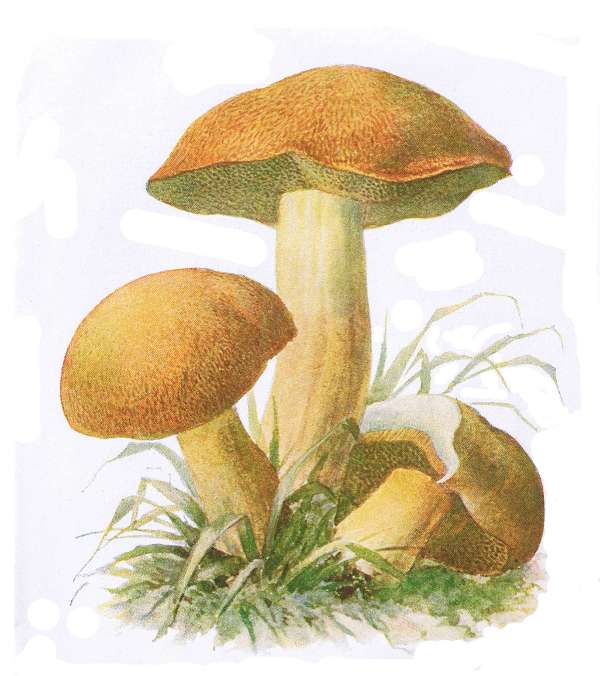 15. Sand-R&ouml;hrling. Sandpilz. E&szlig;bar.