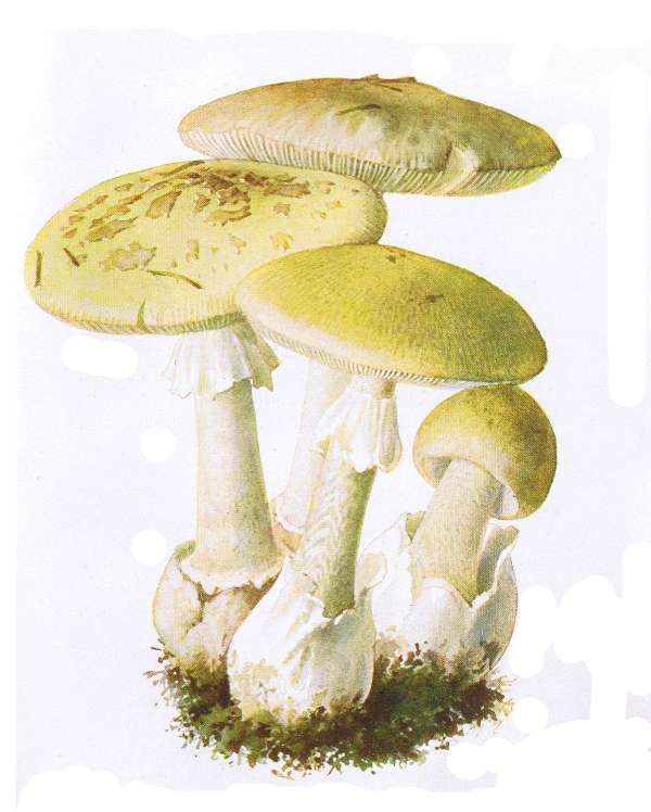 19. Gelblicher Gift-Wulstling. Gelblicher Knollenbl&auml;tterpilz. Sehr giftig!