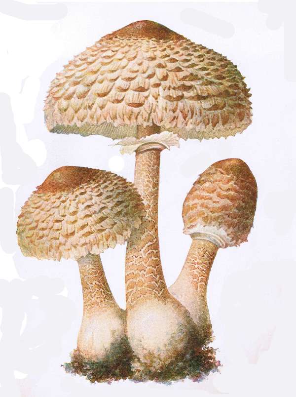 22. Gro&szlig;er Schirmling. E&szlig;bar.