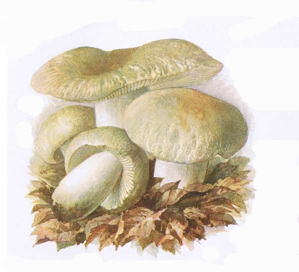 26. Gr&uuml;nlicher T&auml;ubling. E&szlig;bar.