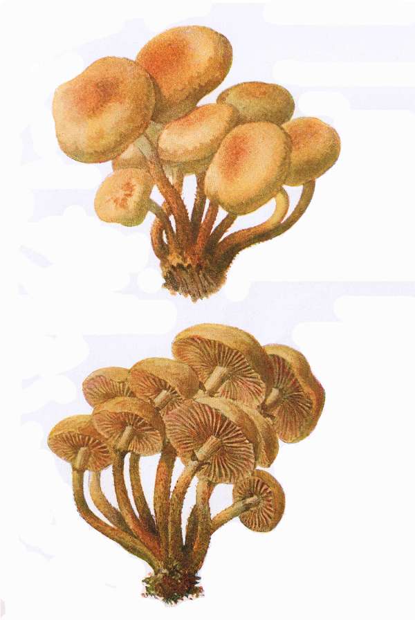 32. Stock-Sch&uuml;ppling. Stockschw&auml;mmchen. E&szlig;bar.