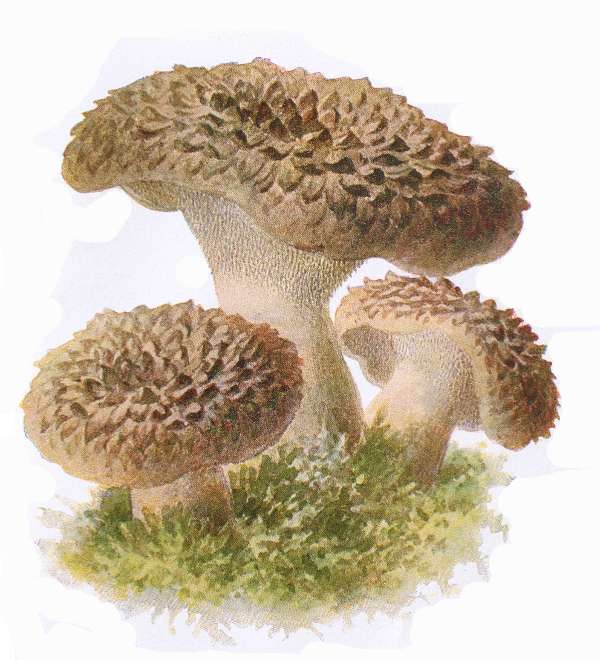 35. Habichts-Stacheling. Habichtspilz, Rehpilz. E&szlig;bar.