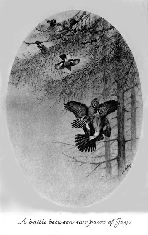 A battle between
two pairs of Jays.