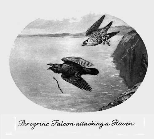 Peregrine Falcon
attacking a Raven