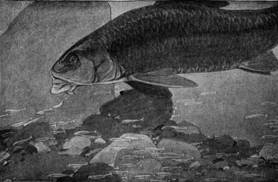 "HE SAW A BIG SUCKER SETTLE LAZILY WHERE THE THRONGING
FRY WERE THICKEST."