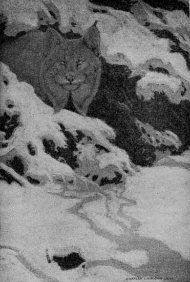 "HIS ROUND, SINISTER EYES GLARED PALELY INTO EVERY
COVERT."